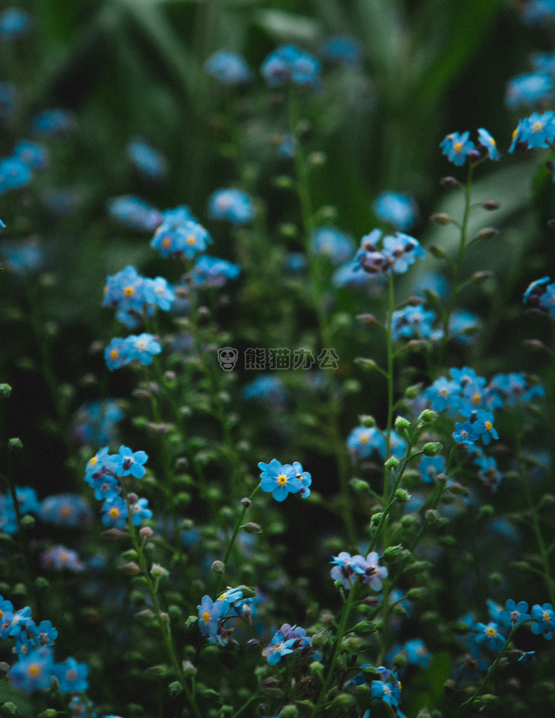 蓝色 花