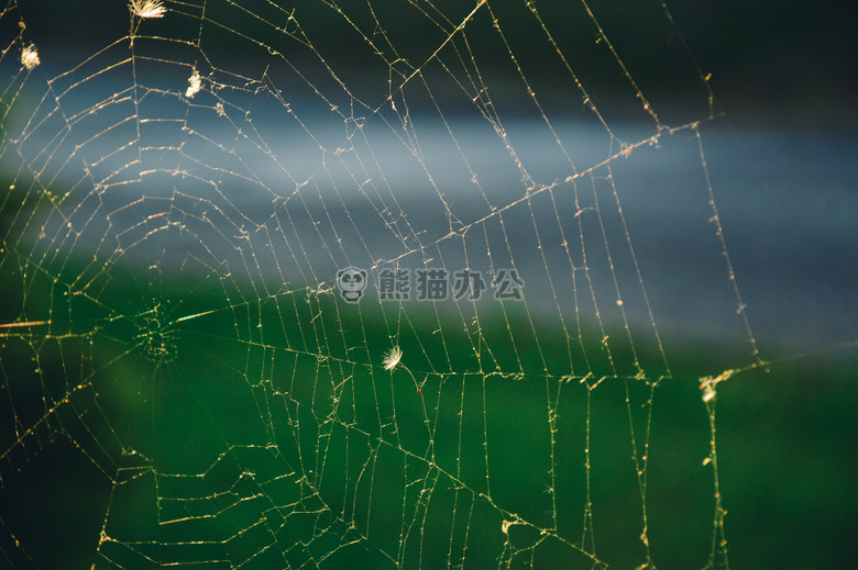 蛛网 蜘蛛和# 39；S