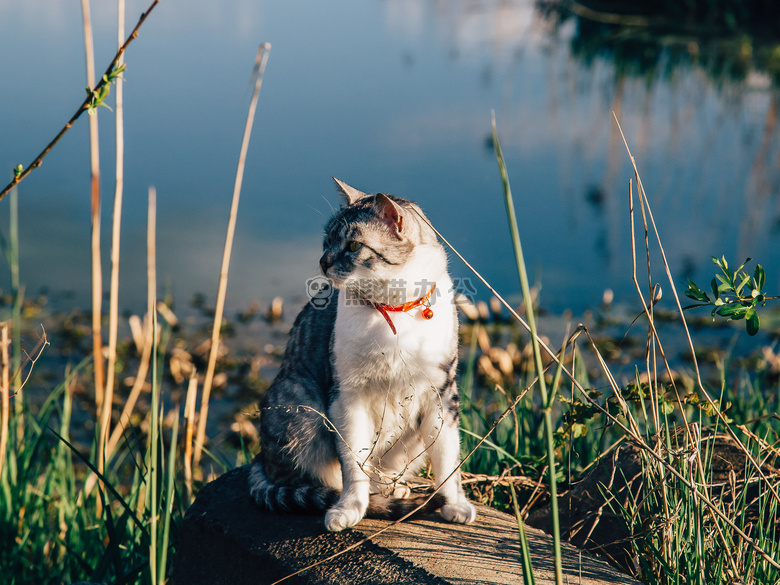 动物 猫 可爱的