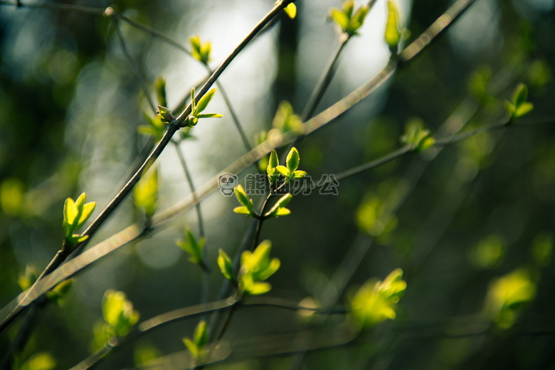 分支 芽 叶