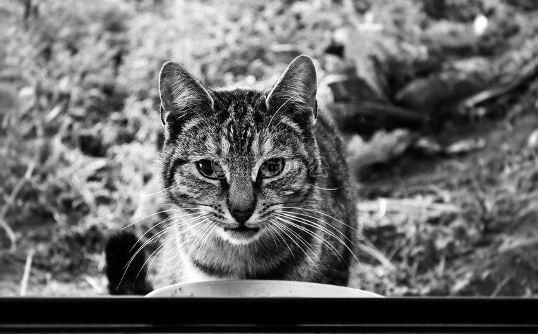 动物 黑白 猫