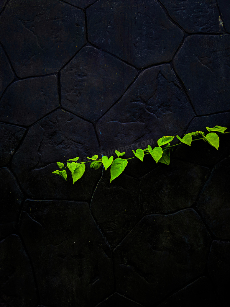 石墙上的绿叶图片