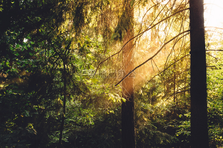 森林 太阳 阳光