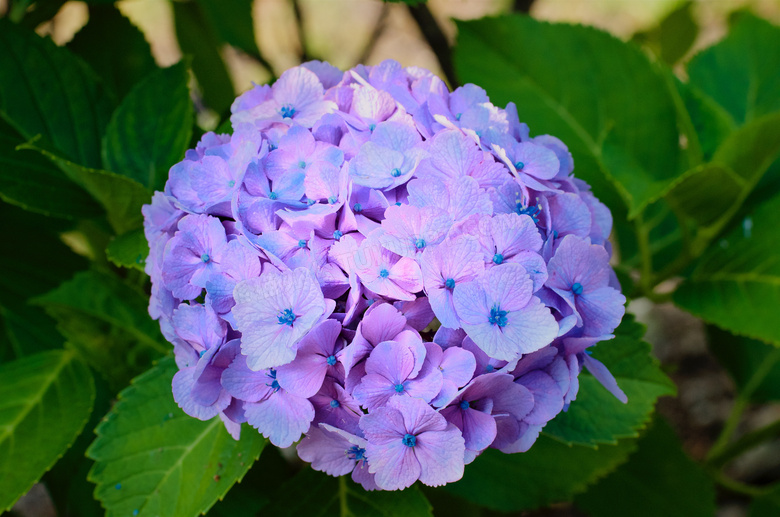 紫色绣球花花团图片