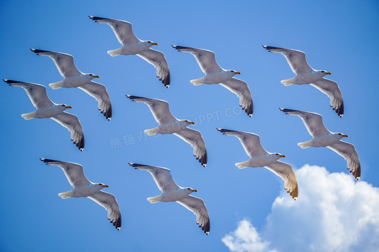 高空整齐翱翔的海鸥图片