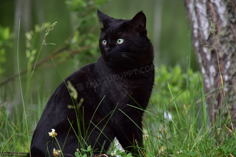 纯黑色宠物猫摄影图片