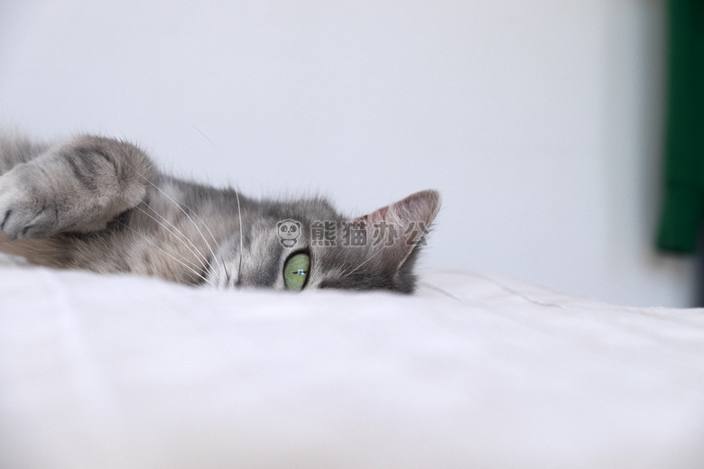 动物 猫 绿色的眼睛