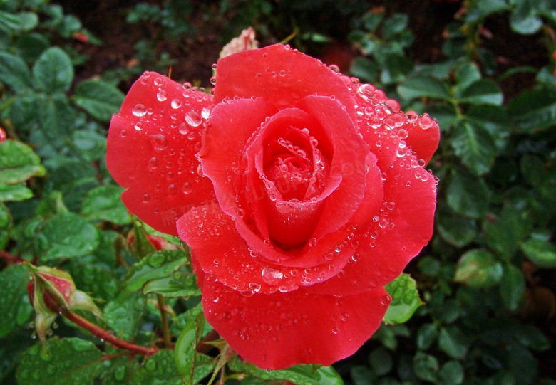 雨后红玫瑰花朵图片