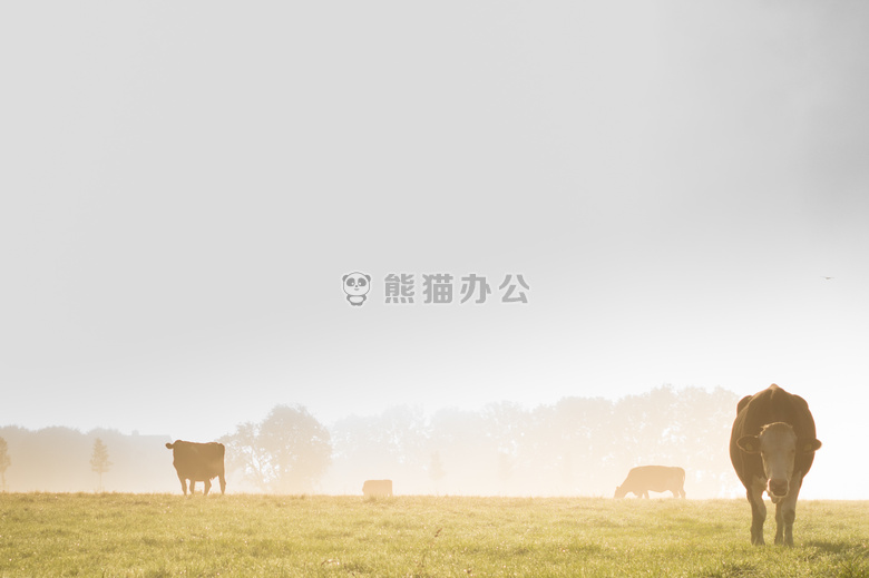 农业 动物 奶牛