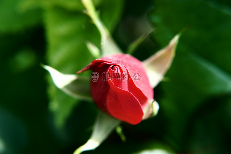 特写 花 植物