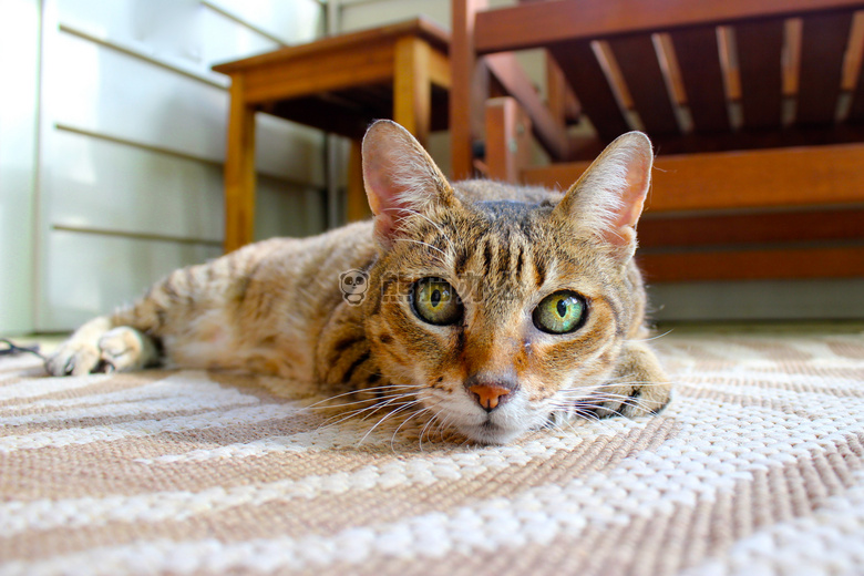 动物 地毯 猫