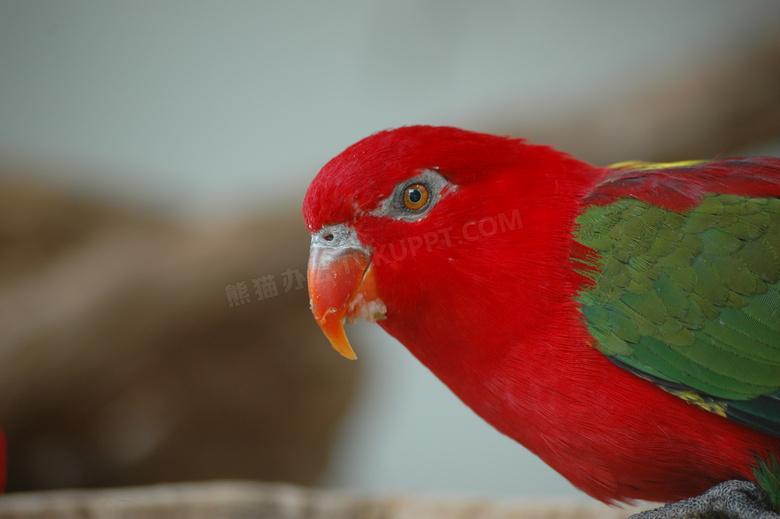 红色鹦鹉局部图片