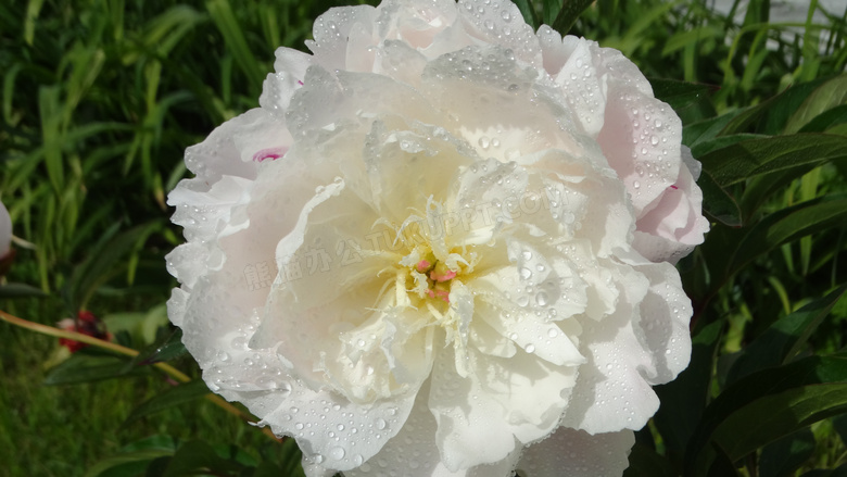 雨后白色牡丹花朵图片