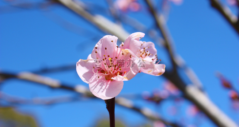 开花 花