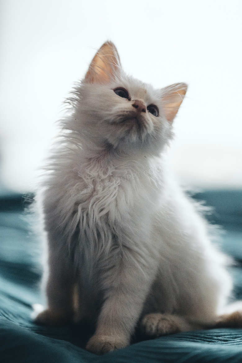 白色长毛小猫图片