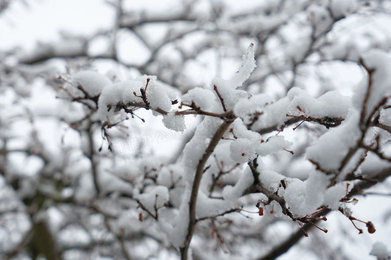 冬天树枝上的积雪图片