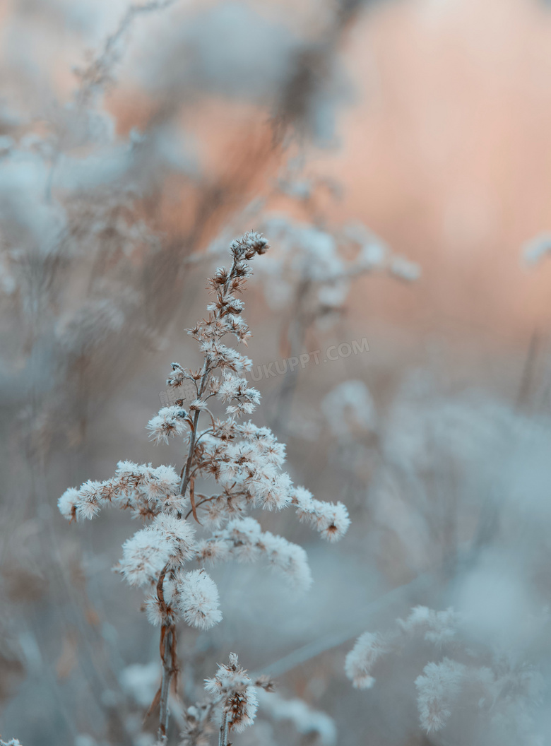 冬日野生植物摄影图片