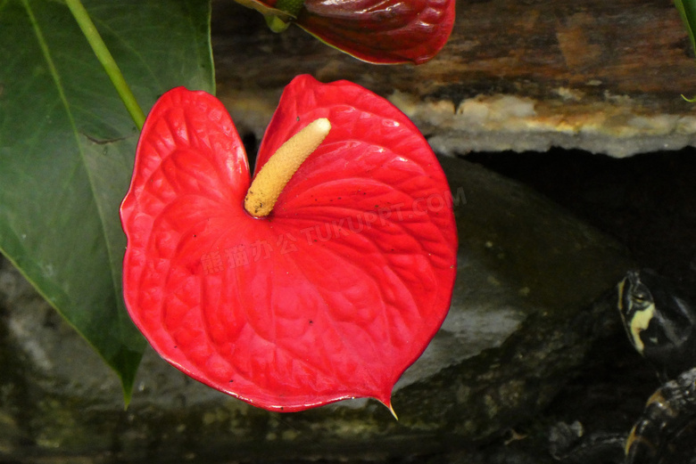 红掌鲜花图片