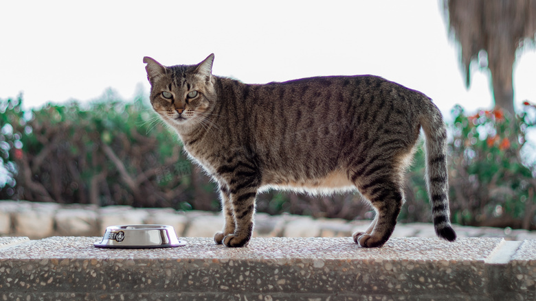 虎斑小猫家宠图片