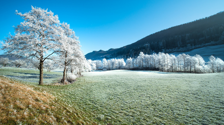 唯美冬天树木风景图片