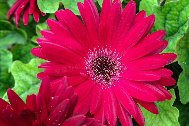 枚红色菊花花朵图片