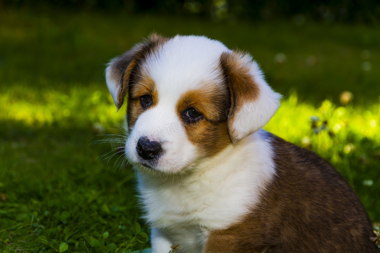 威尔士柯基犬图片