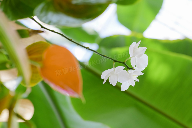 白色茉莉花朵图片