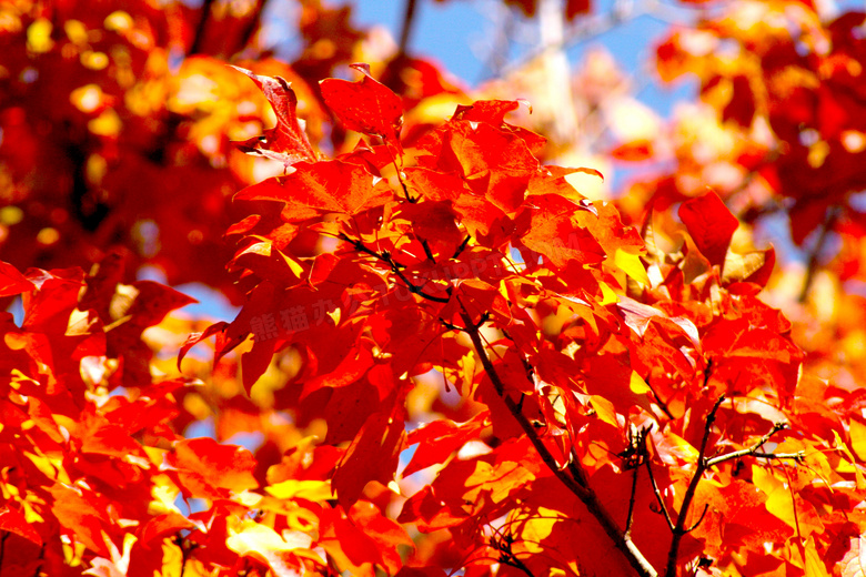 秋天火红枫叶图片