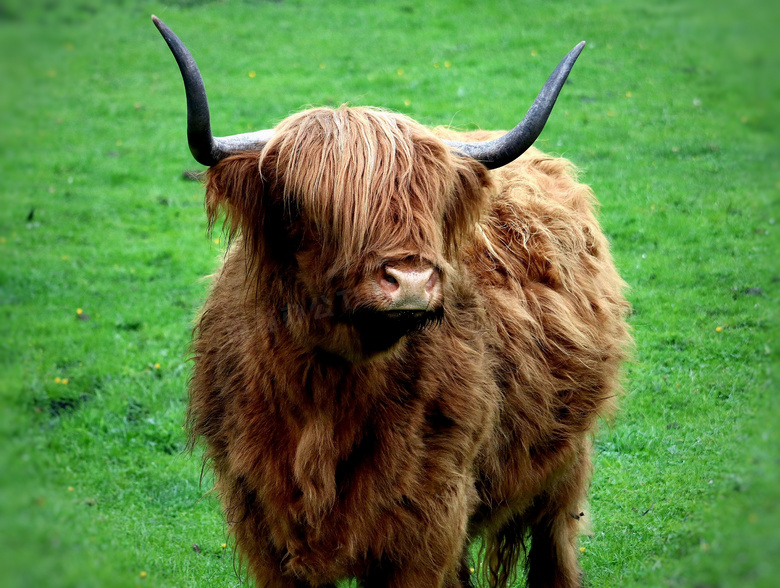 苏格兰高原耗牛图片
