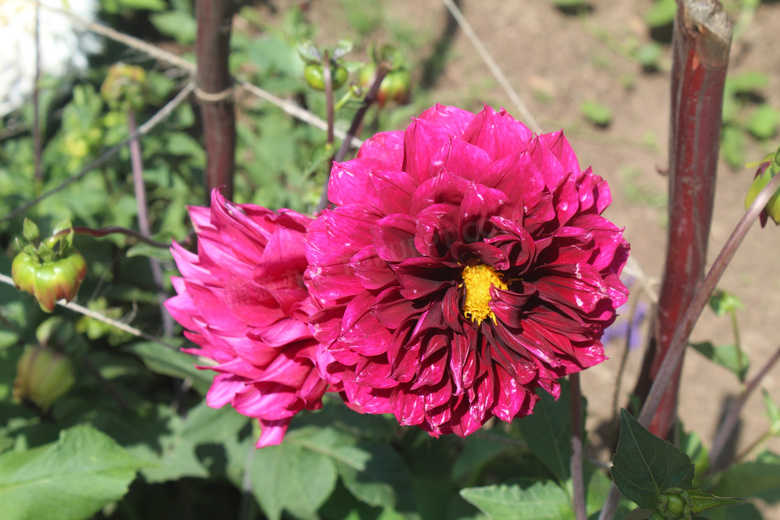 百日菊鲜花花朵图片