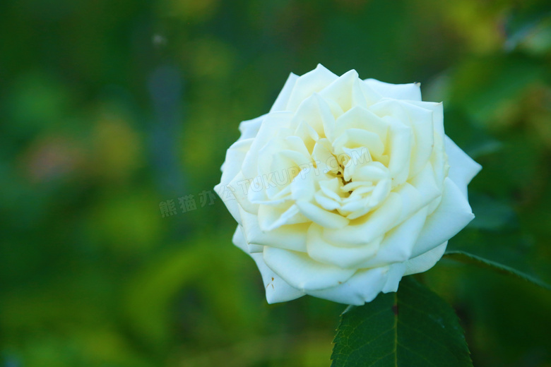 白玫瑰背景摄影图片