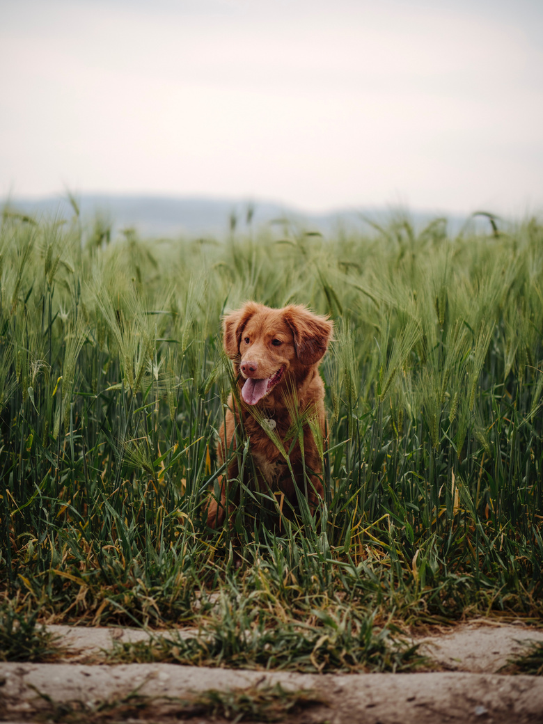 可爱小型金毛犬图片