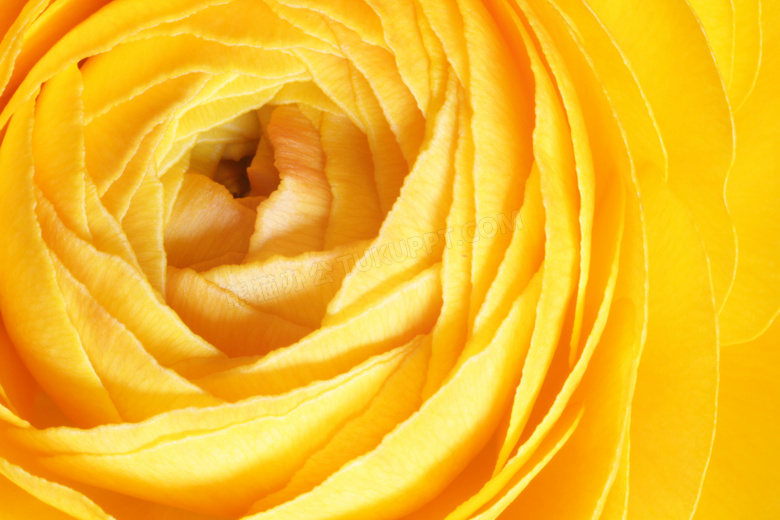 黄色玫瑰花微距摄影图片