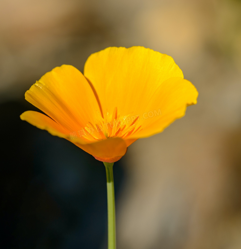 黃色花菱草花朵圖片