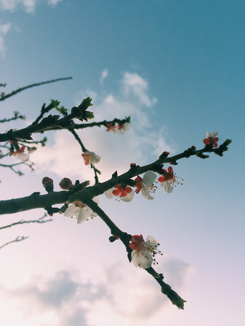 桃花图片随拍