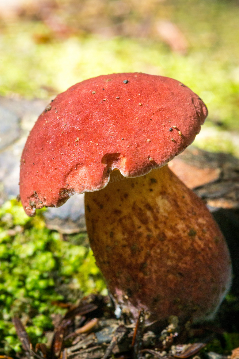 野生真菌紅蘑菇圖片