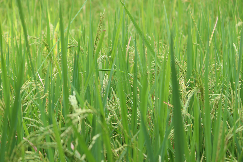 农田绿色水稻风景图片