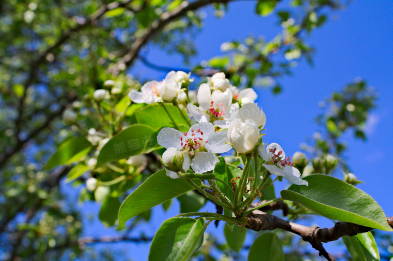 白色苹果花朵摄影图片
