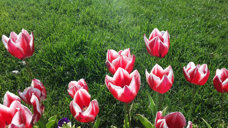 鲜艳郁金香花朵图片 鲜艳郁金香花朵图片大全