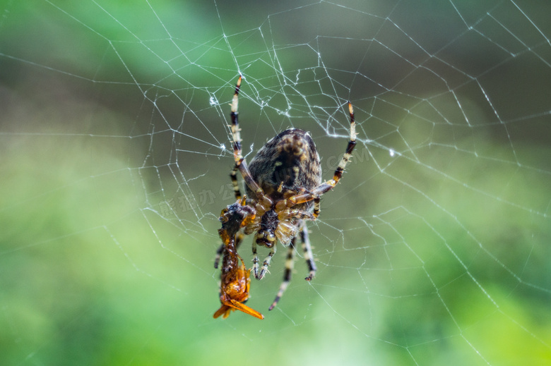 大蜘蛛知网摄影图片