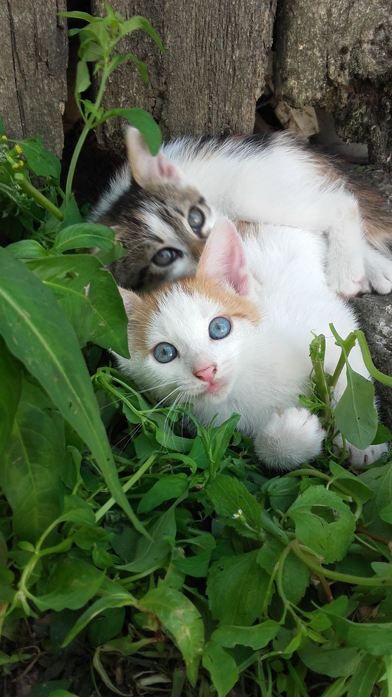 可爱田园小花猫图片