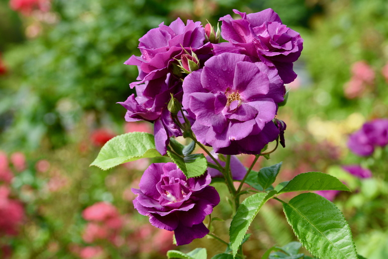 紫色玫瑰花朵图片