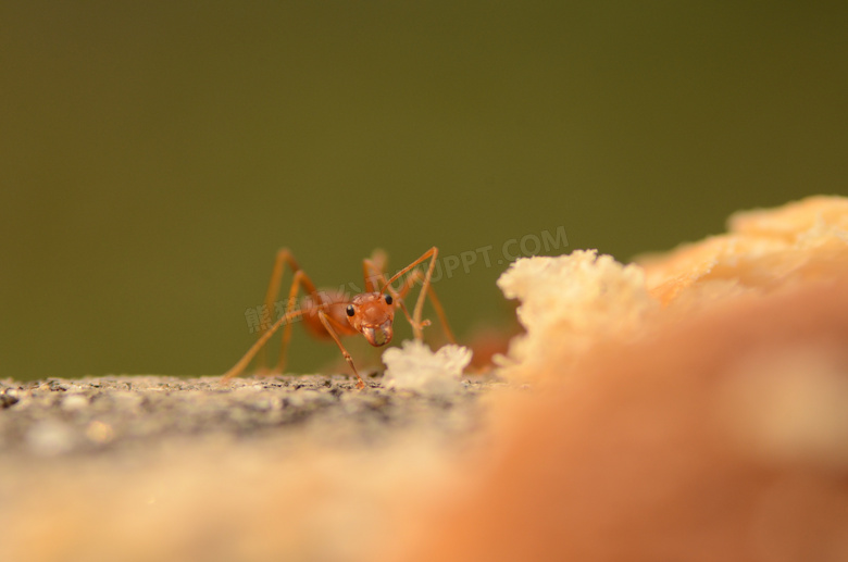 小巧的蚂蚁图片