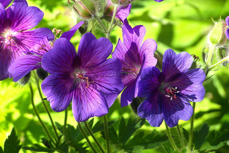 艳丽紫色天竺葵图片