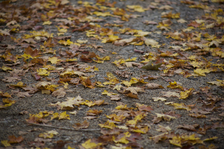 秋天 落下 叶子