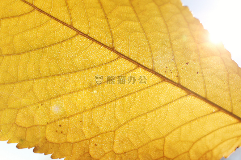 秋天 叶 光