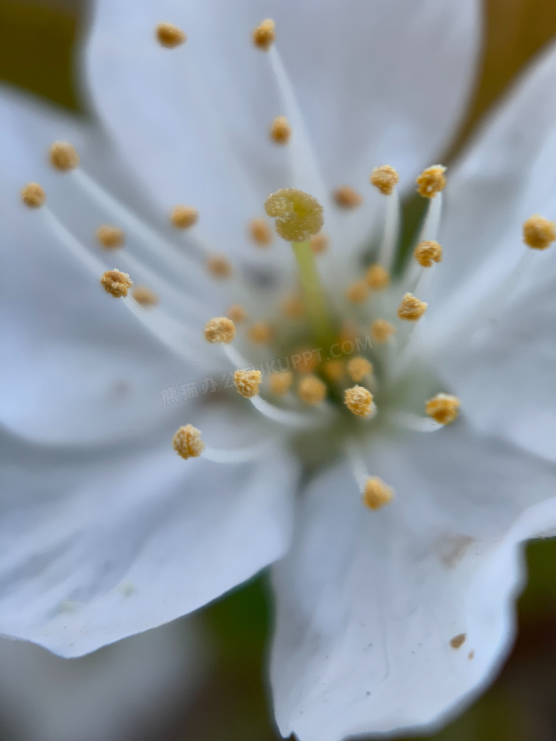 白色花微距花蕊图片