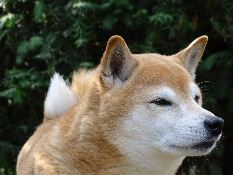 纯种成年柴犬图片 纯种成年柴犬图片大全