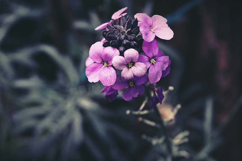 植物花旗杆图片