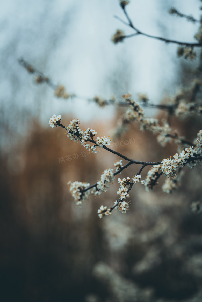 非主流梨花花朵图片 非主流梨花花朵图片大全